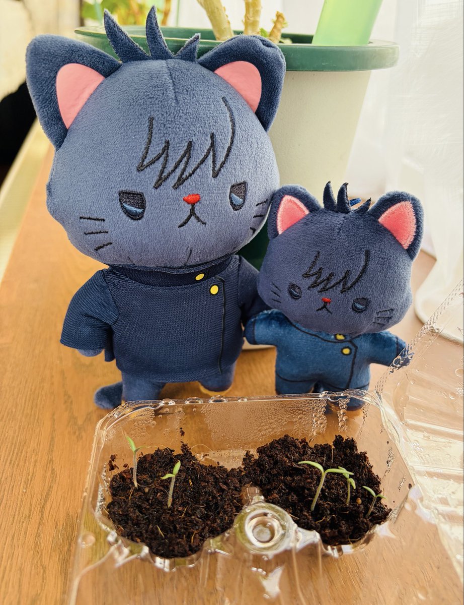 tocotoco105's tweet photo. 🐱「にーに！みににゃんの🌱でたー！」
🐈‍⬛「よかったなみににゃん😸」

みににゃんさんのミニトマ��無事発芽しました🙌
気にかけてたくれていた皆さんありがとうございます😊 https://t.co/xyY21BYOyY
