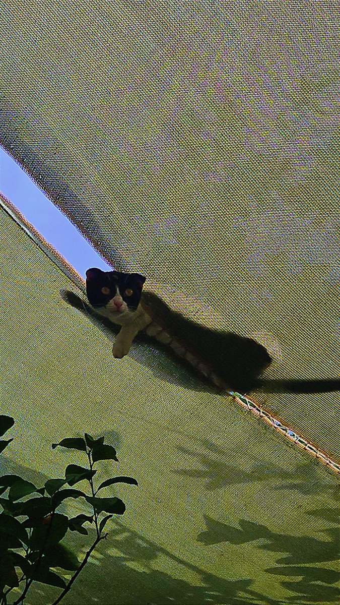 ALTHEEB 狼 🇦🇪💛 الذيــــــــب tweet media