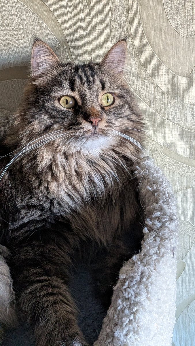 Половинка луны, меховые сыны tweet media