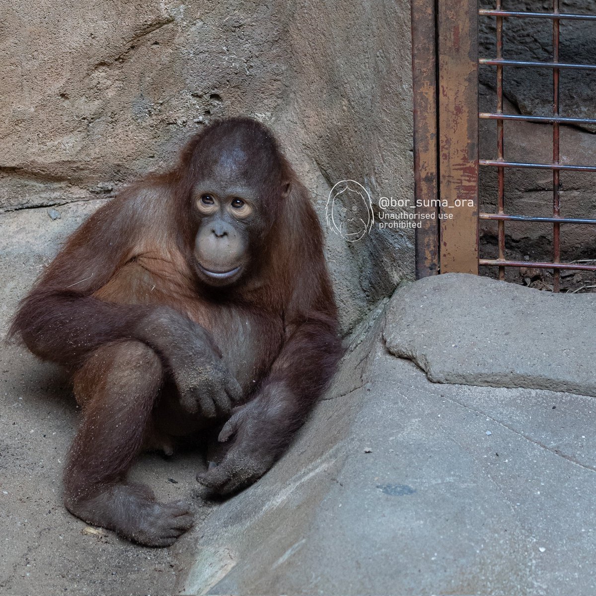 Bor-Ora-Suma-Ora 🦧 ボルオラスマオラ tweet media