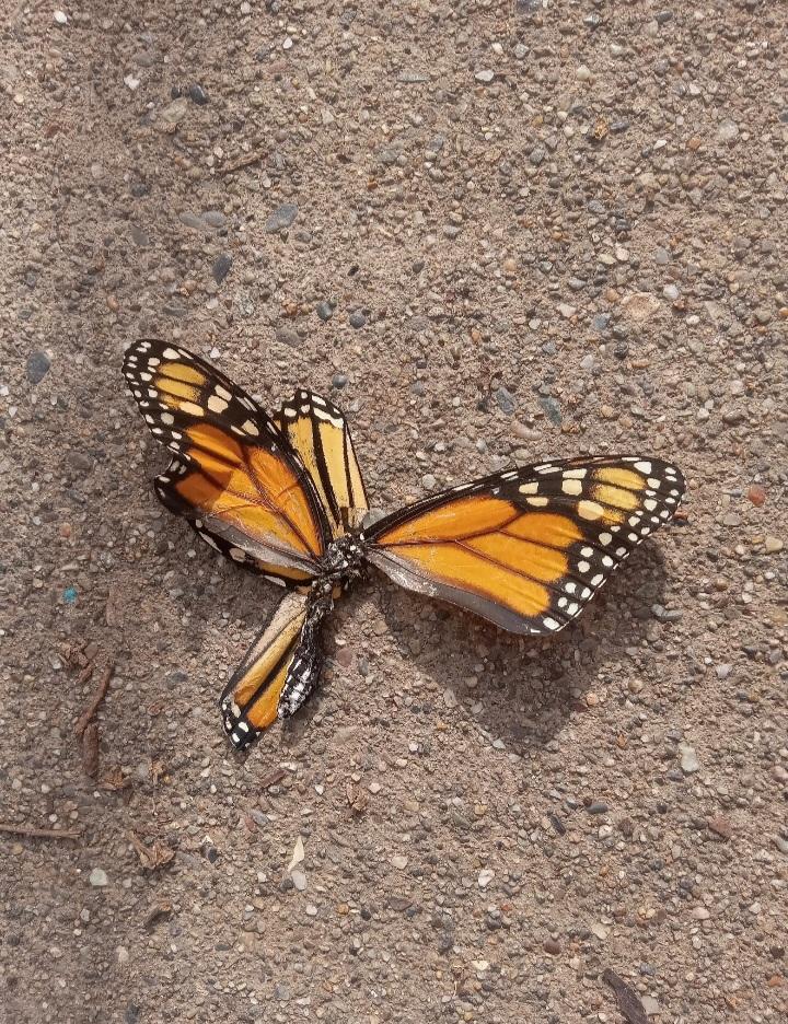 Give A Shit About Nature tweet media