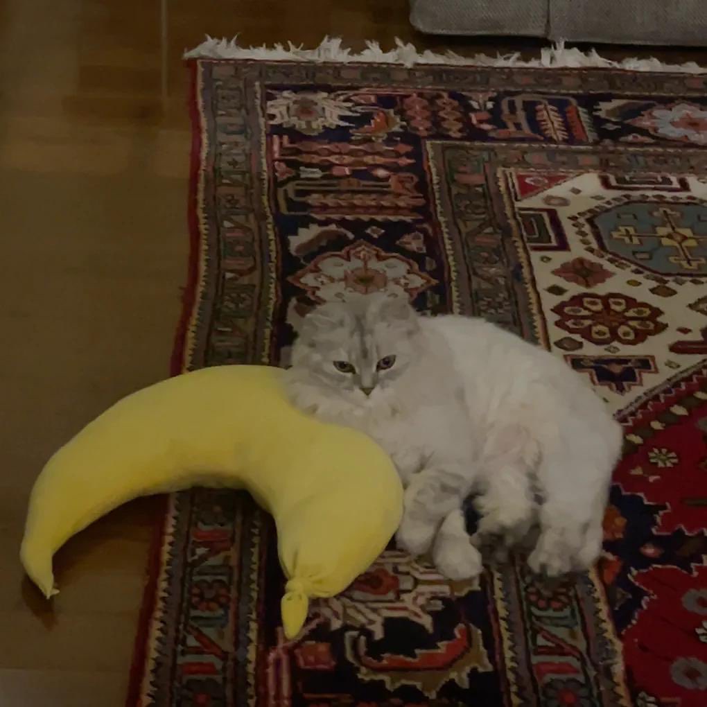 تطبيق مفقود tweet media