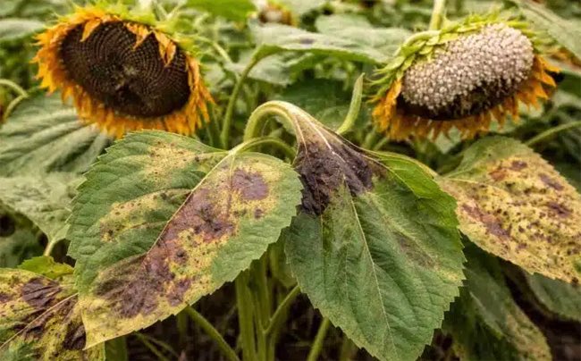 Agroverdad tweet media