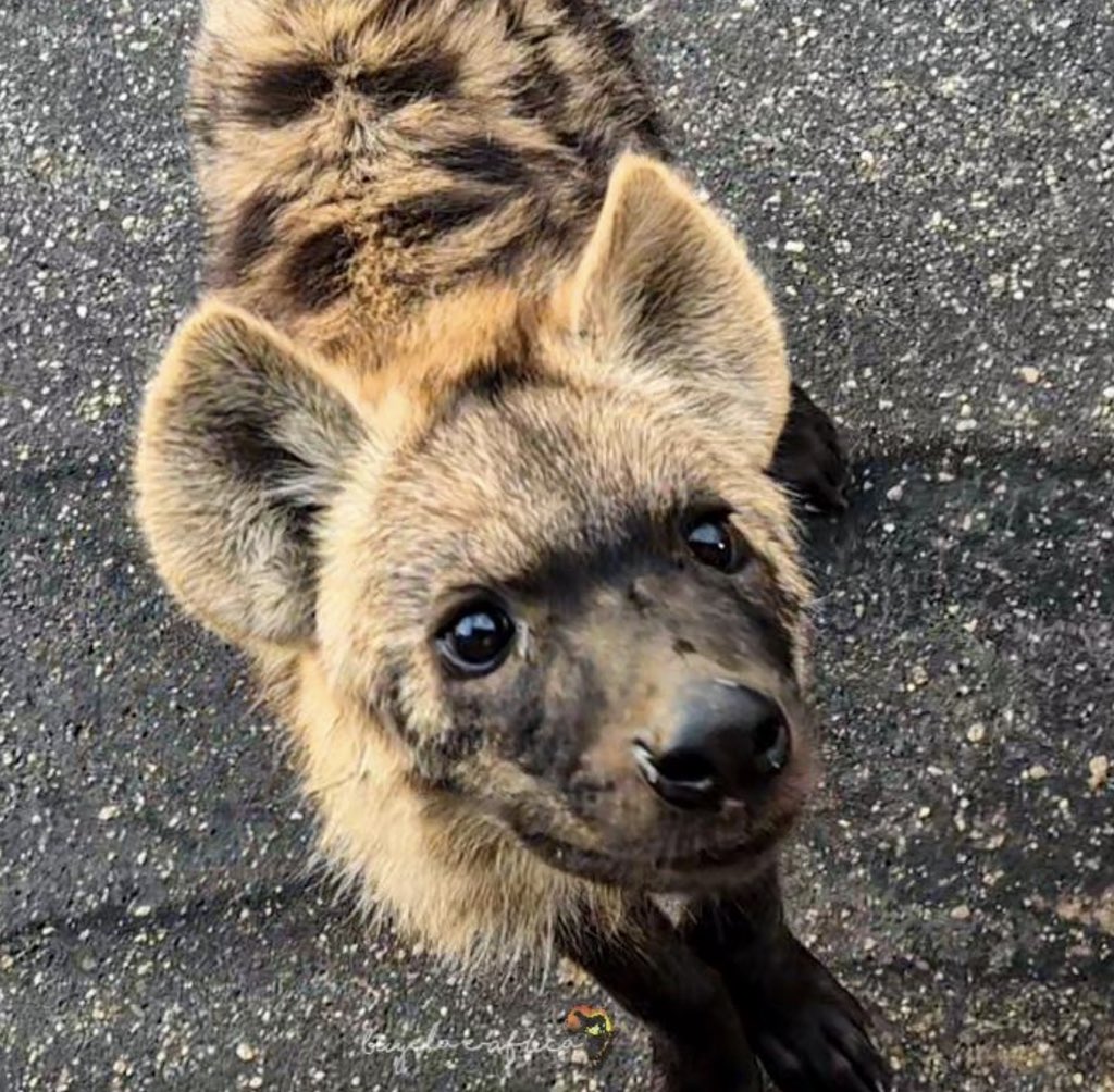 The Yeening 🇸🇮 🇦🇲 🇵🇸 tweet media