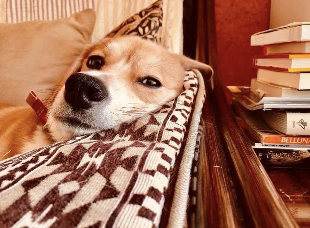 地球🌏トラベラー🌍うらん tweet media