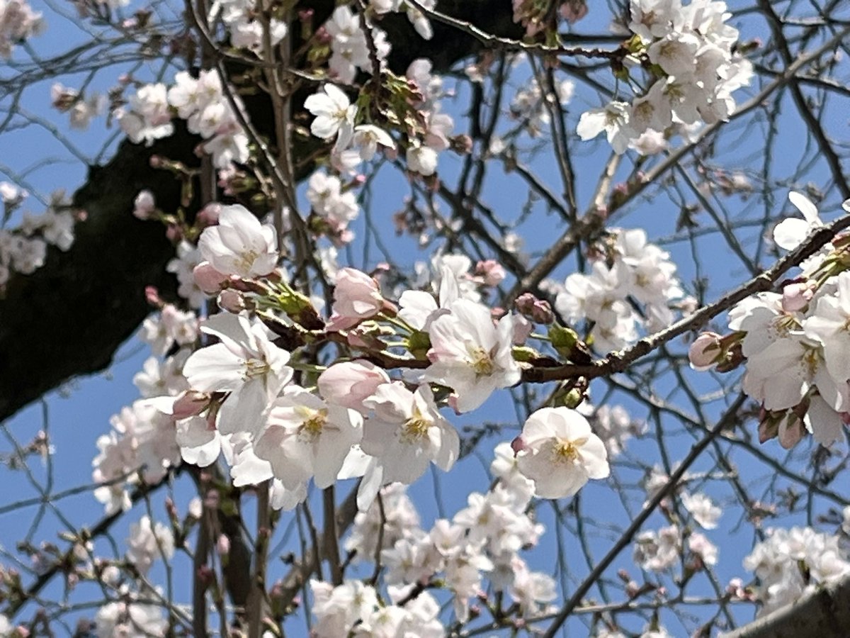 kanamillion's tweet photo. 今年も桜が咲き始め🌸🫧

〆切また一つ乗り越えて束の間の休息🌬
最近はチ。やオッドタクシーなどを一気見
ゲームはスレスパ2、VALHEIM、Outwardなども始めてどれも難楽しい！
超難ナイトレインは現在深度4の5200て所😂

お誕生日に頂いたギフトチケットたちまた使わせてもらいましたー、ありがとう☺️ https://t.co/Z5CAmOocXQ
