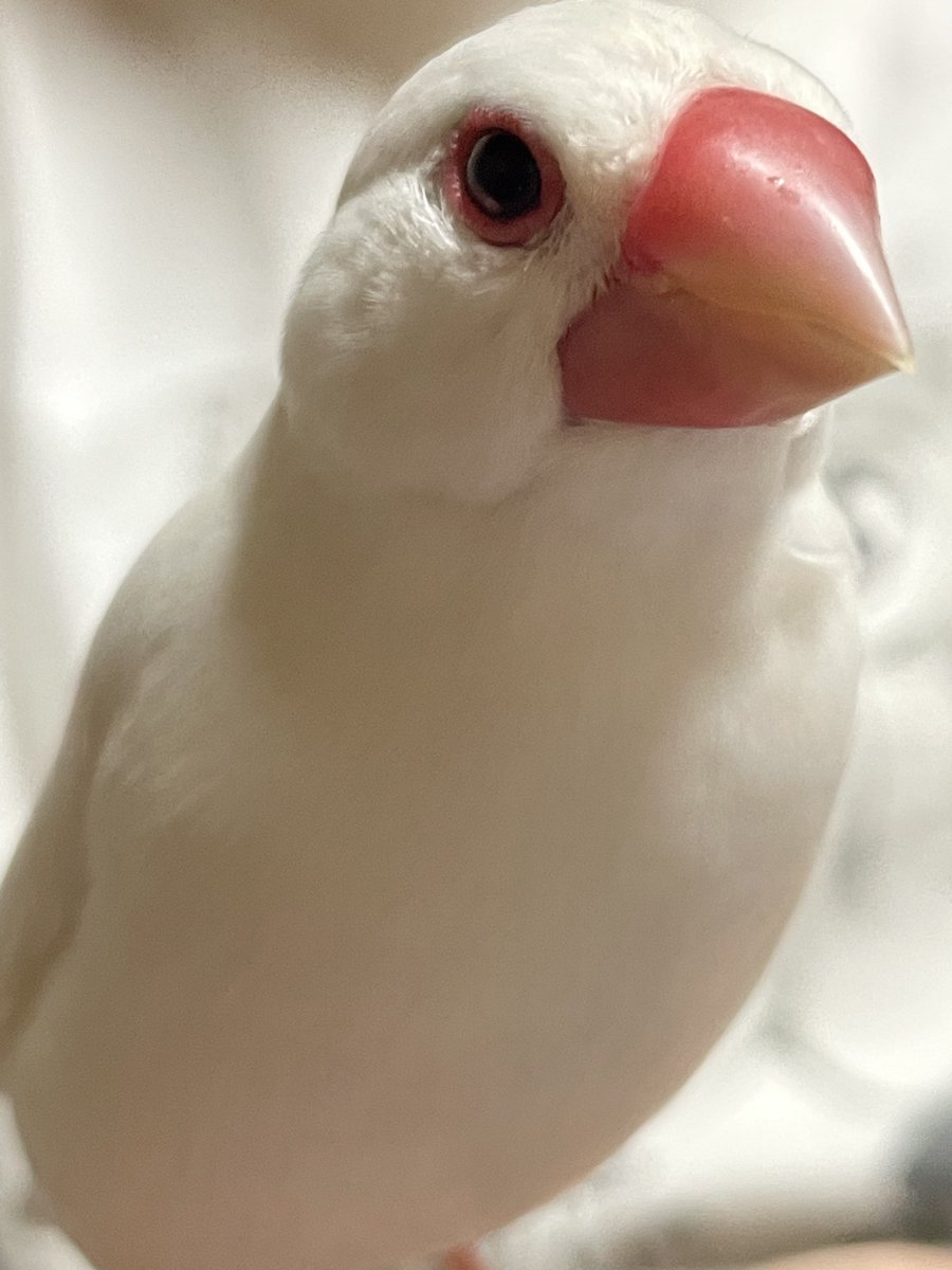 Metalshout7's tweet photo. 文鳥はイイぞ　
自らニギコロベタ慣れです https://t.co/LaxJiwUGTt