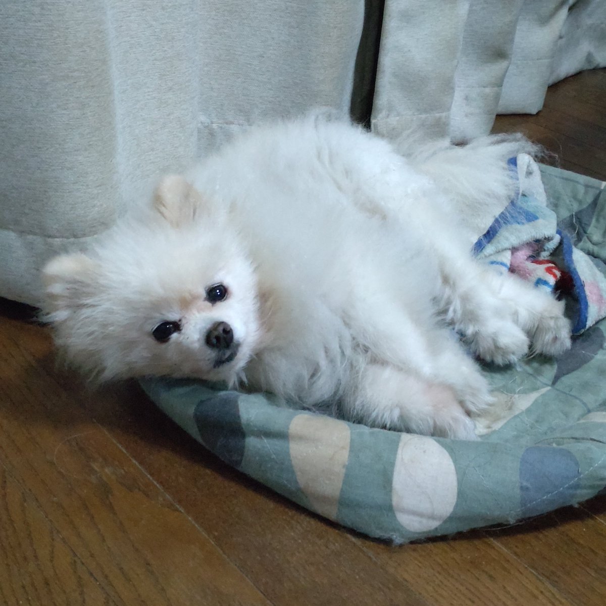 K_banbond's tweet photo. 呼ばなくても起きる子
わかば(茶)
呼んでも起きない子
…何度も呼ぶ…コタコタコタコタ
コタロウ(白) https://t.co/P2NGkeKVtr