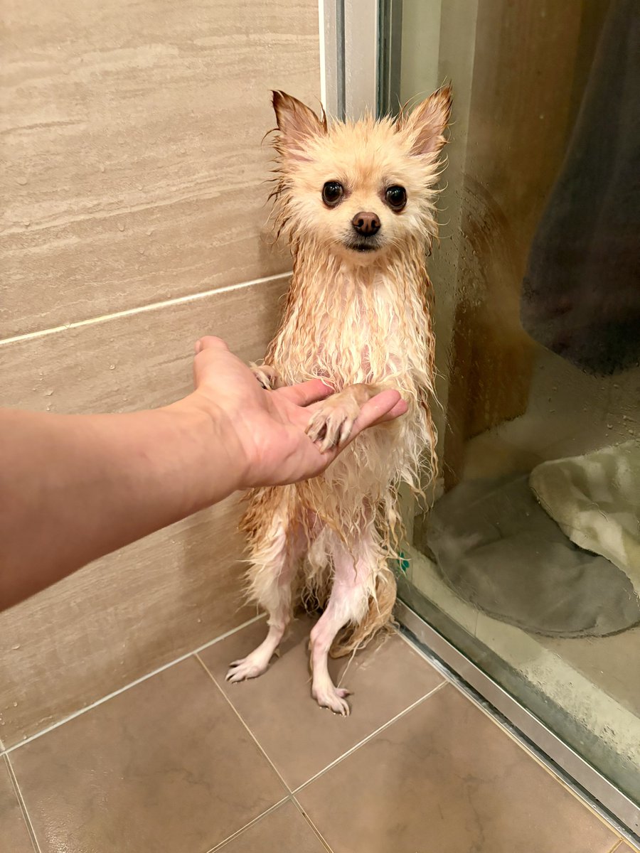 渋谷のポメ吉だす⌘ tweet media