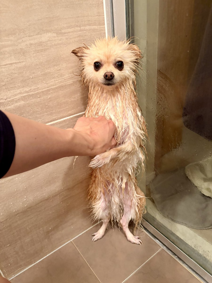 渋谷のポメ吉だす⌘ tweet media