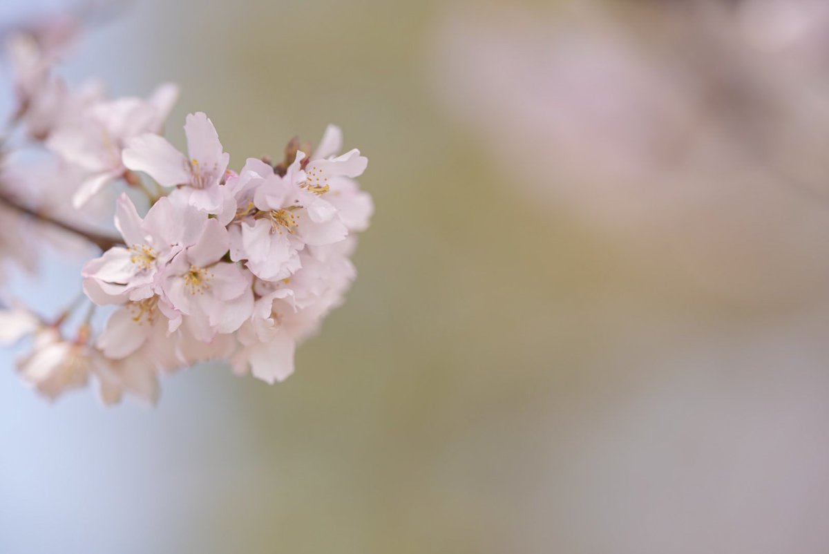 ふるむ〜ん@from my Balcony tweet media
