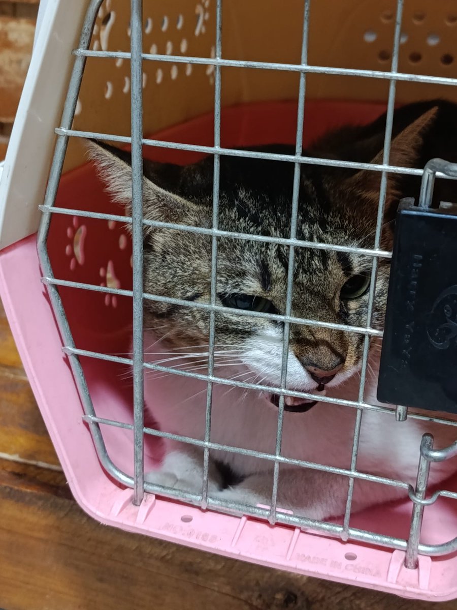 Natalia Ginzo tweet media