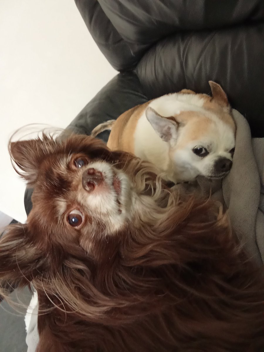 Geek Inked Girl tweet media