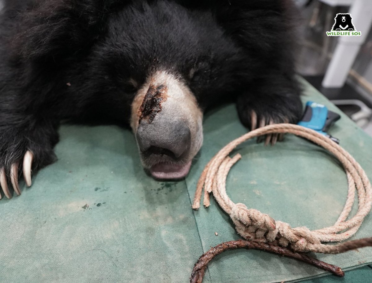 Wildlife SOS tweet media