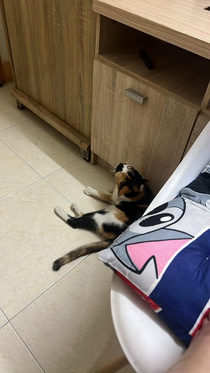 𑣲kittygang⊙⊝⊜💢🍓𝐀𝐑𝐈𝐑𝐀𝐍𝐆⟭⟬ tweet media