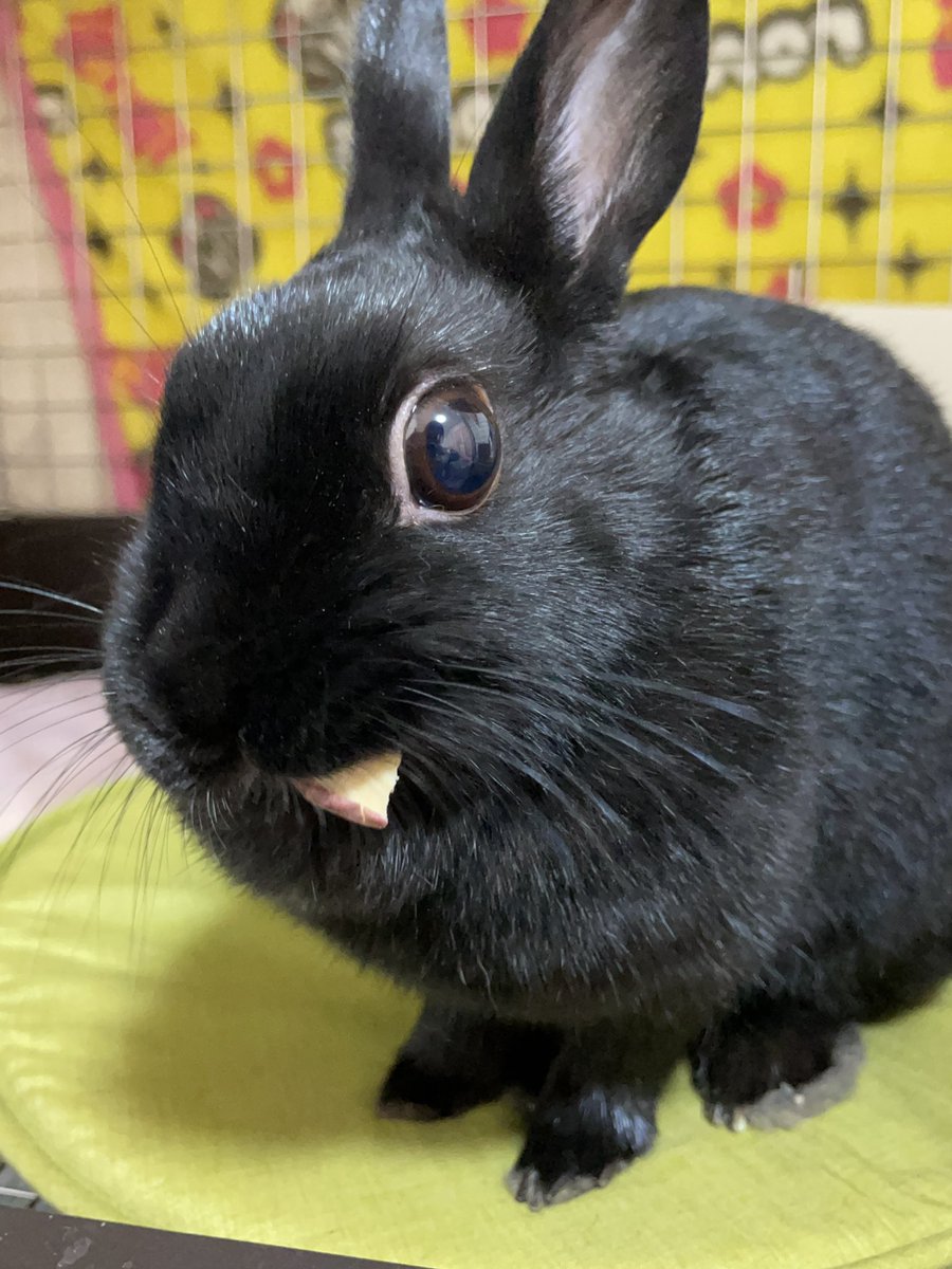 ほほえみり tweet media