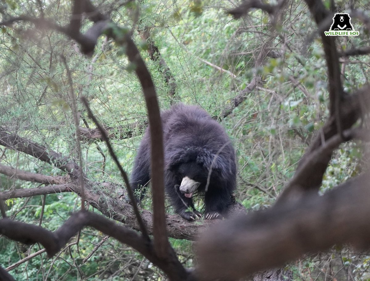 Wildlife SOS tweet media