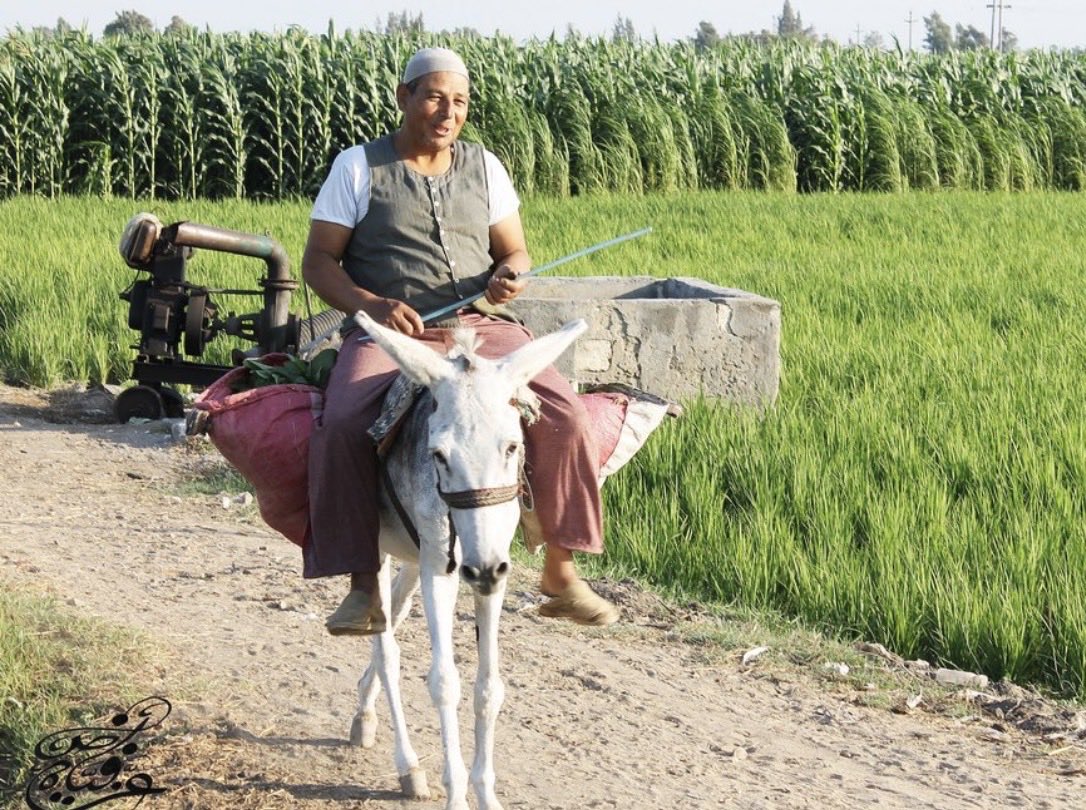 Mohamed Amin tweet media