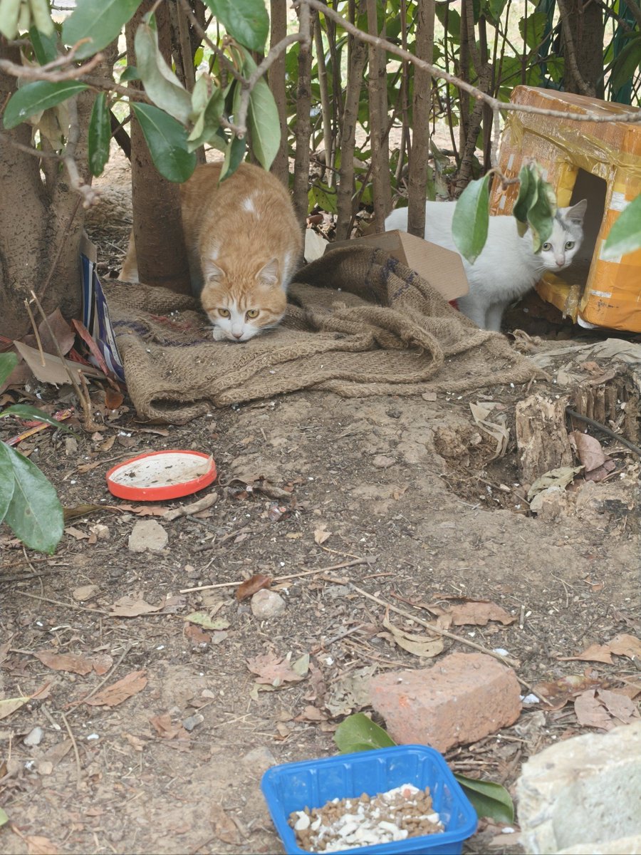 Tamara Paquet tweet media