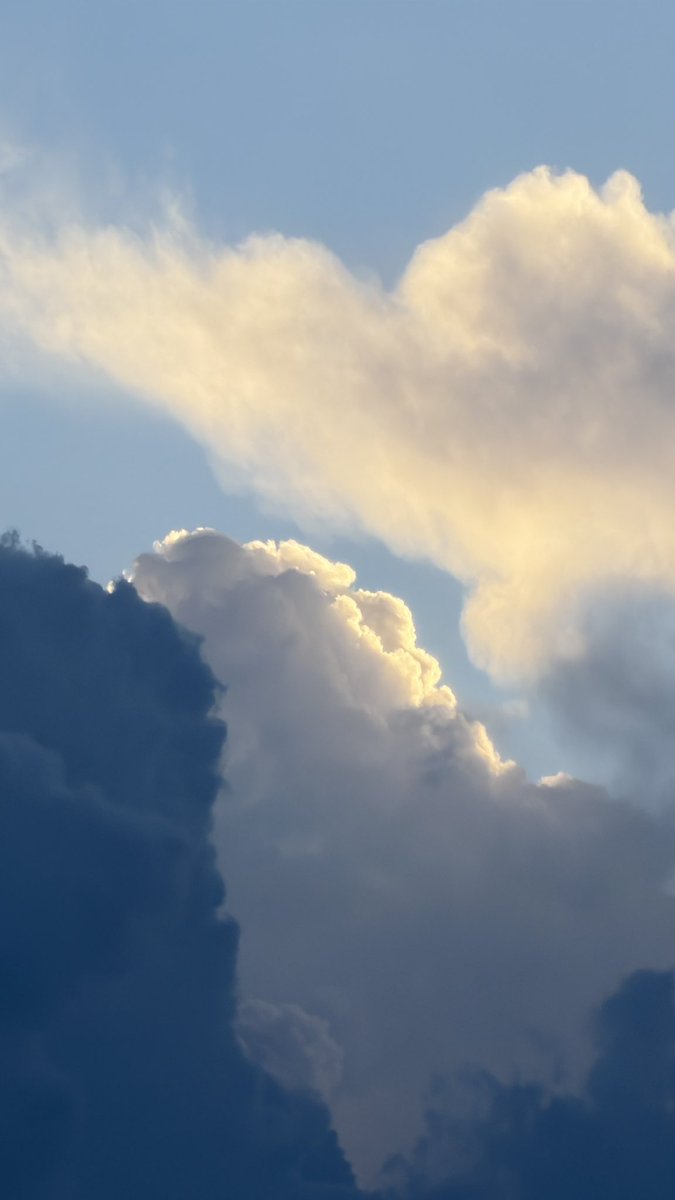 مُهند tweet media