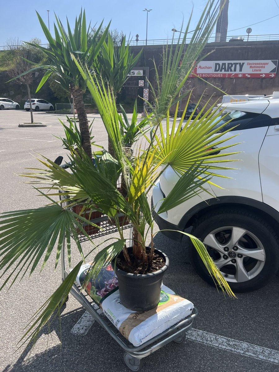 Mc Babouche 🐍 tweet media