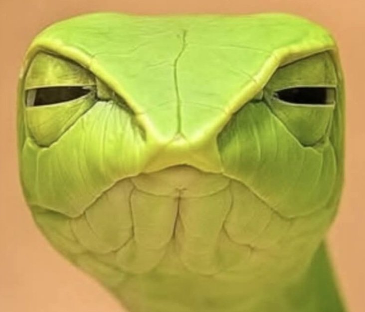 arctoadus tweet media