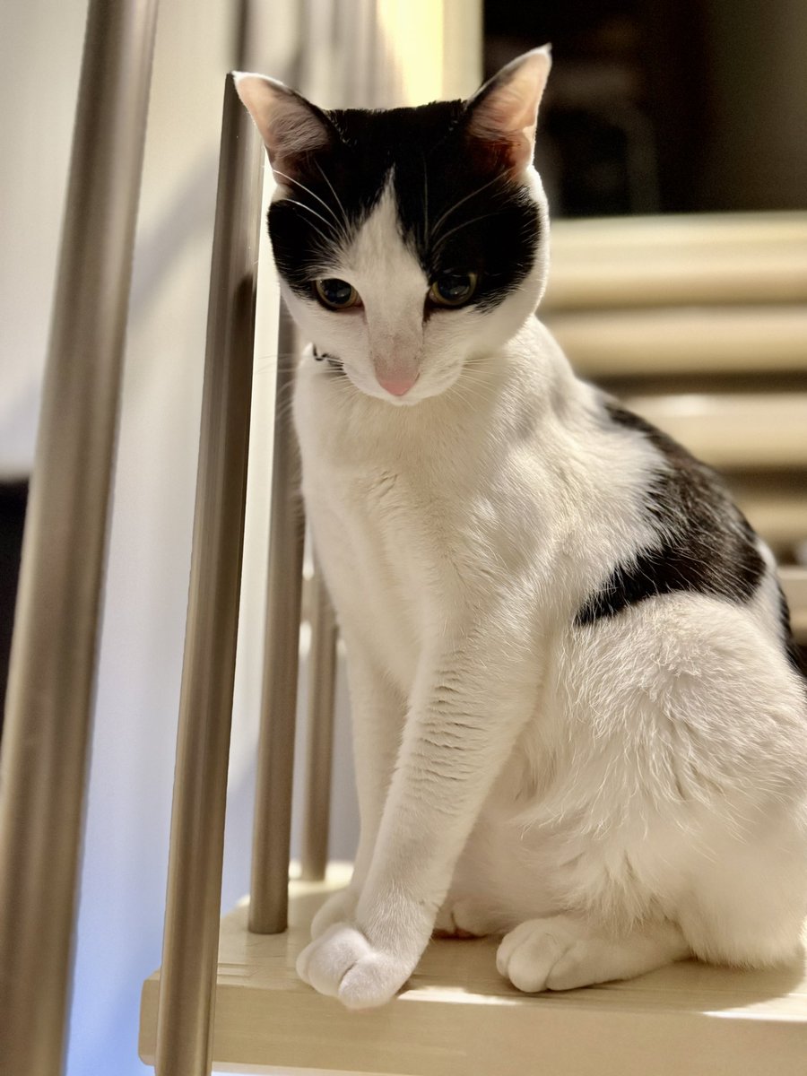 荒木　夜一（あらき　よるいち） tweet media