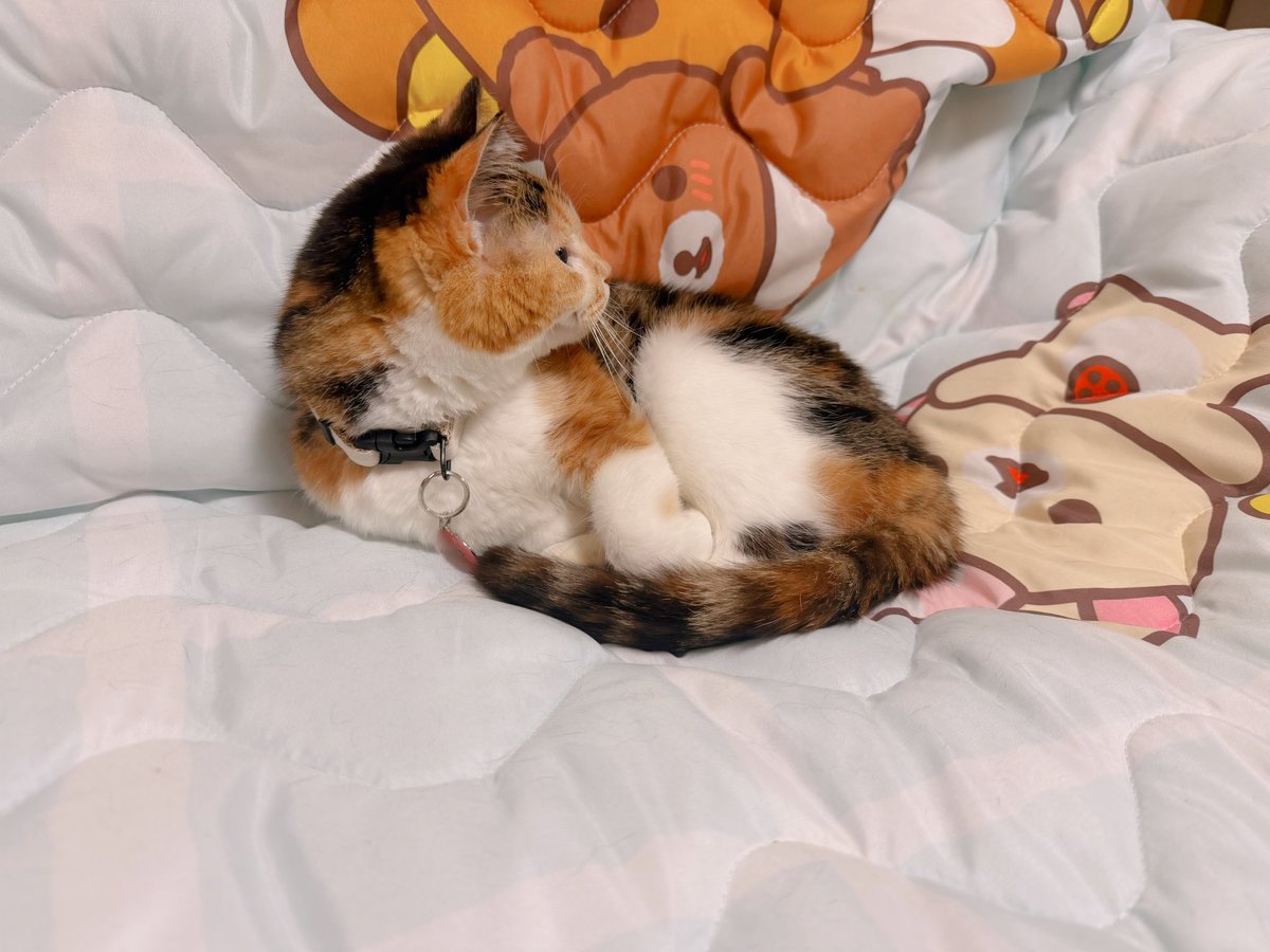 あめちゃん🐱 tweet media