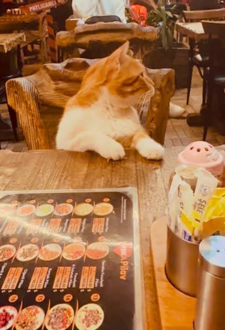 Neşat Sazoğlu 🇹🇷 tweet media