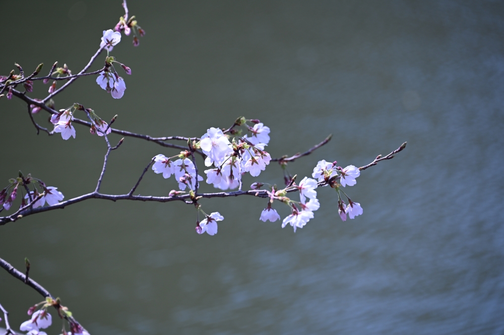 Zaurusu.y.加藤 tweet media