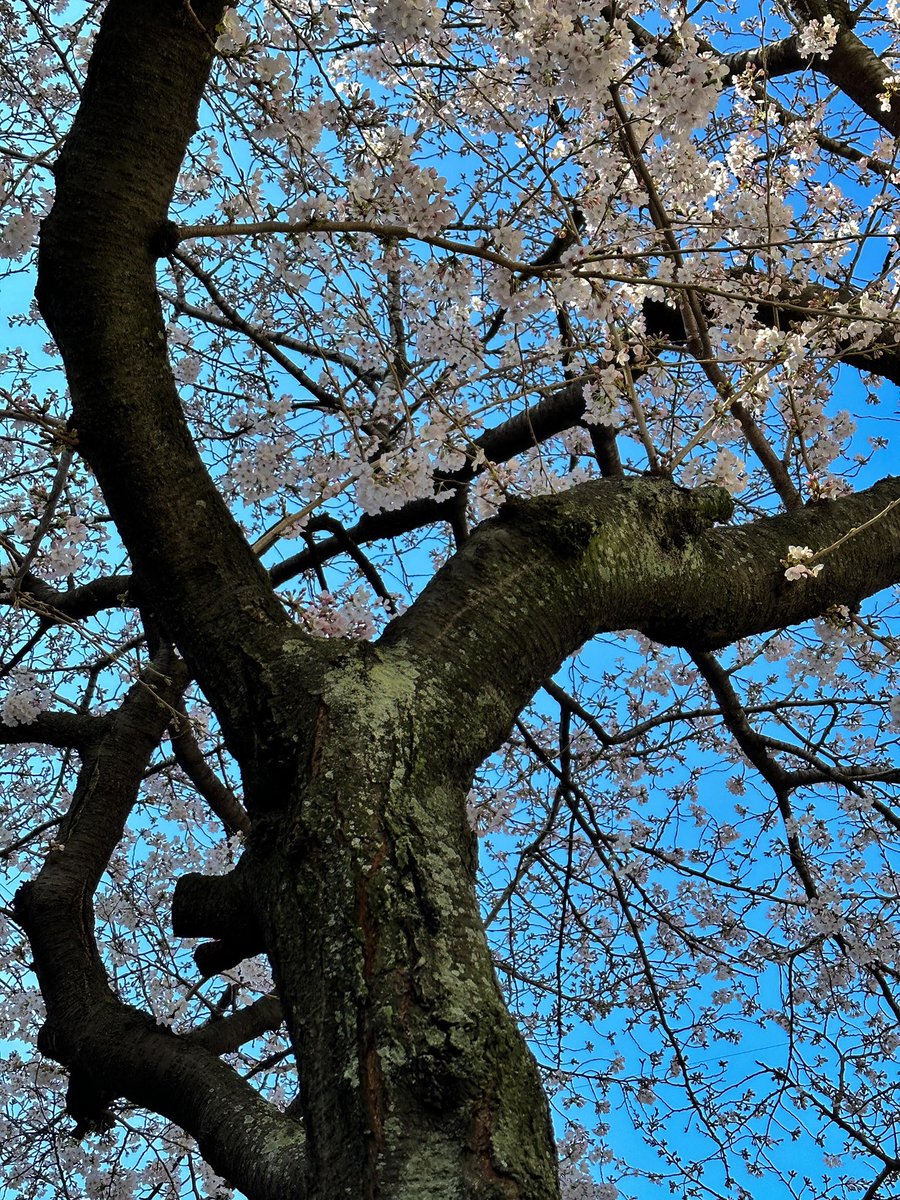 Jocaccia tweet media