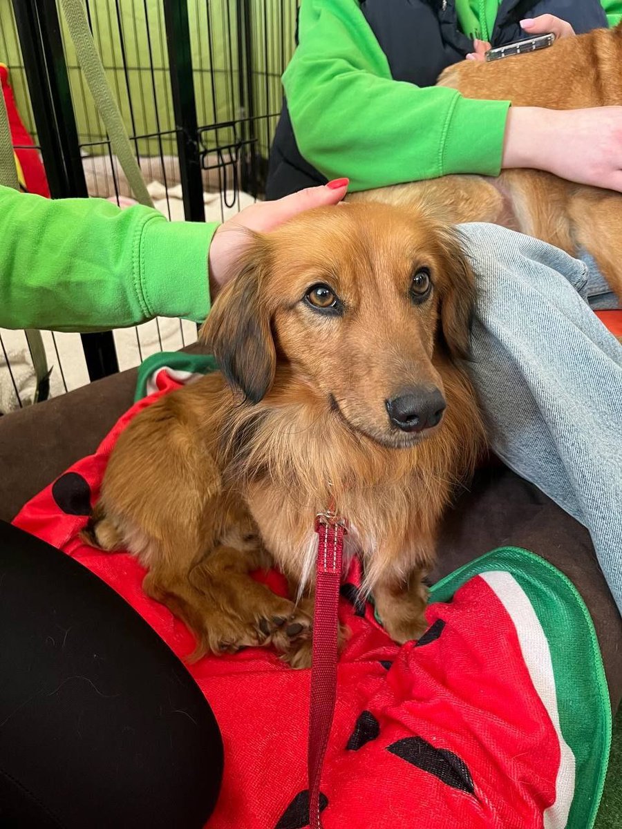 Дені tweet media