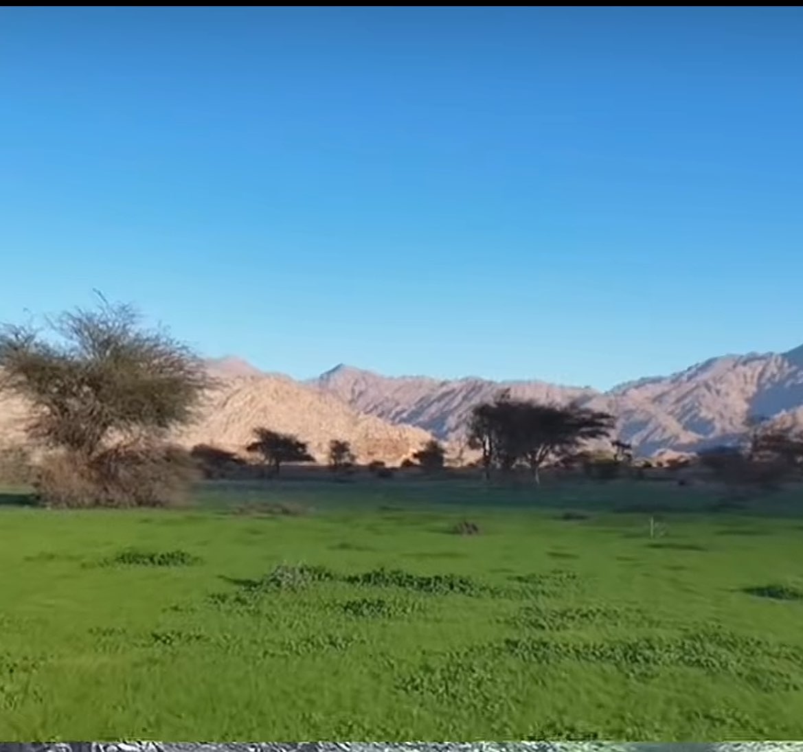 الوافي tweet media