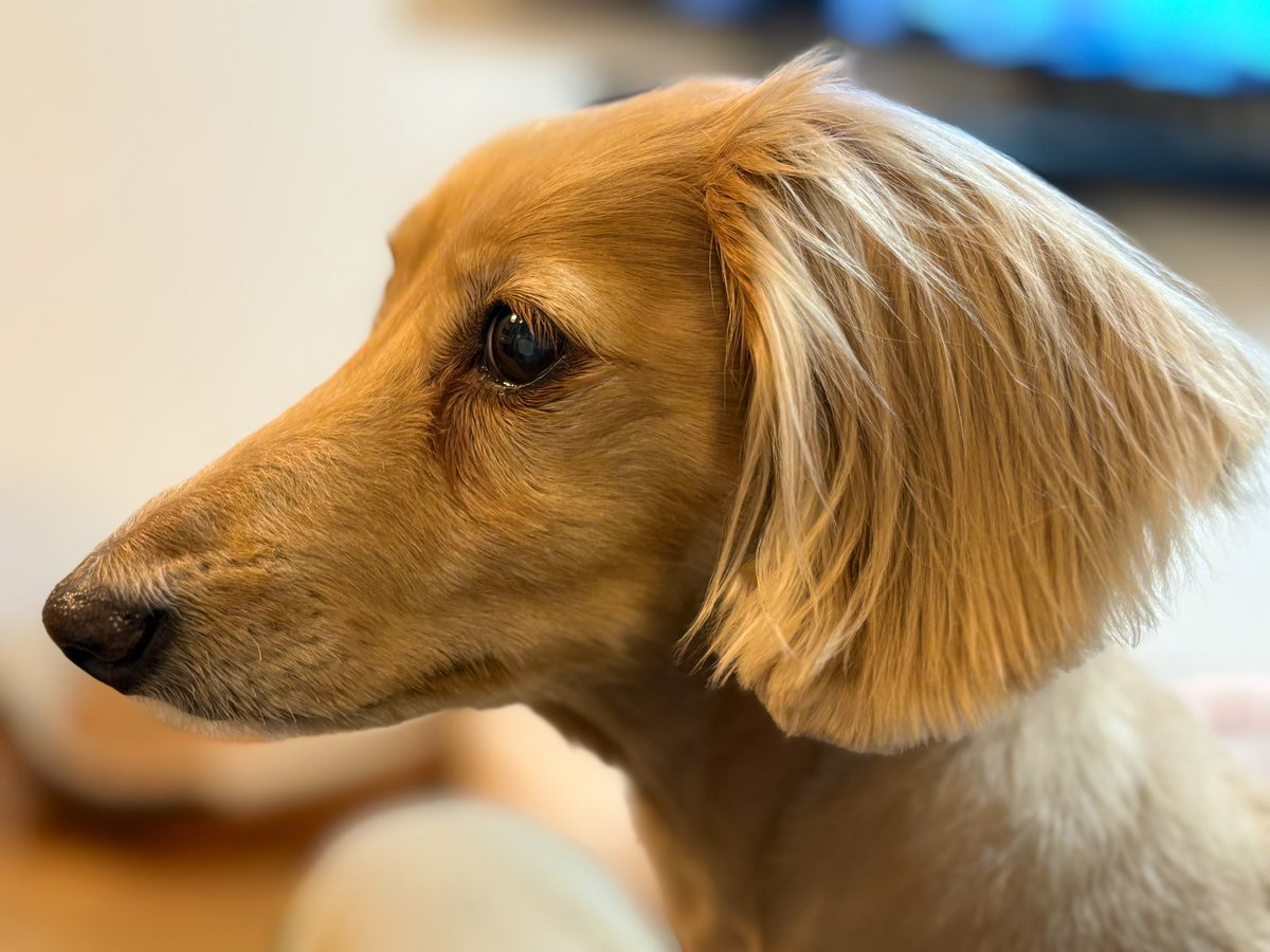 Sally papa tweet media