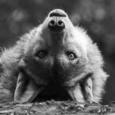 VERONICA tweet media