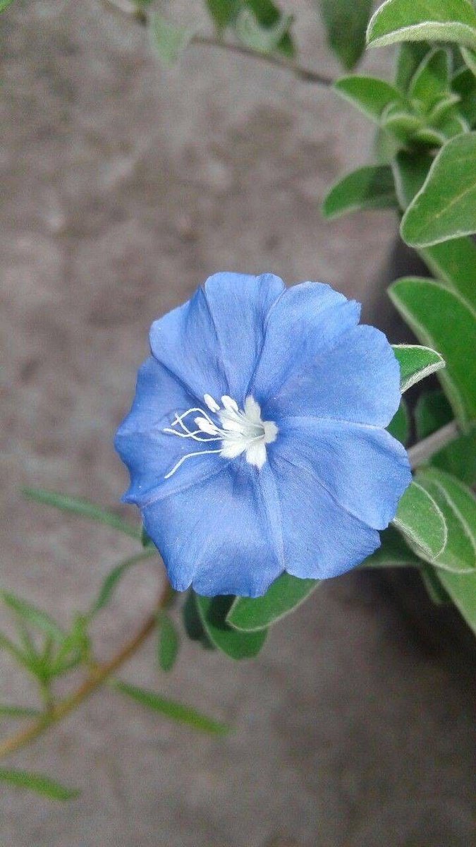 Naturepathway's tweet image. "Just a wildflower in a field of roses." #Unique #NatureGram