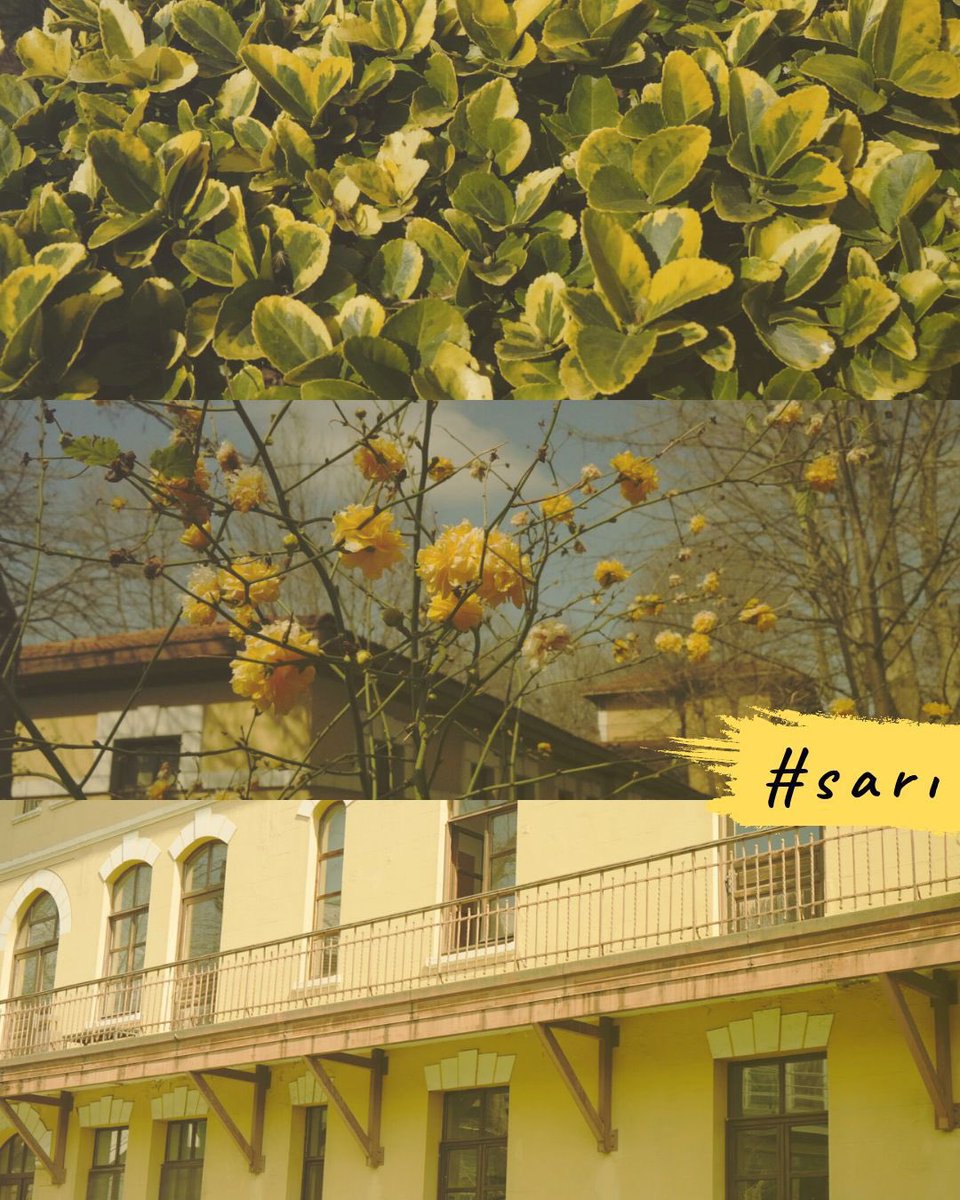 BiLGiOfficial's tweet image. Kampüse dikkatli bakınca her yer aslında bir renk paleti. 😍🥳

Take a good look at the campus, actually give it a color palette. 😍🥳

#BİLGİ #İstanbulBilgiÜniversitesi #campuslife