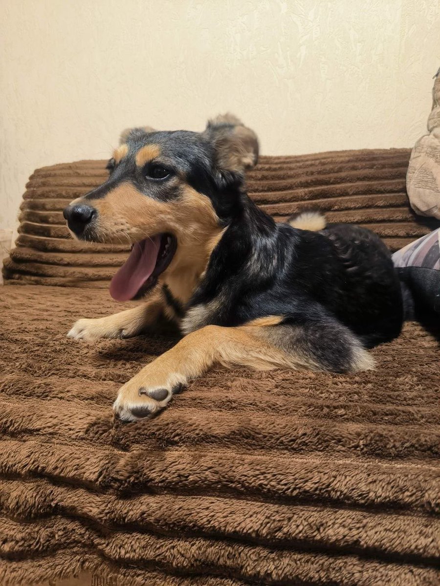 Дені tweet media