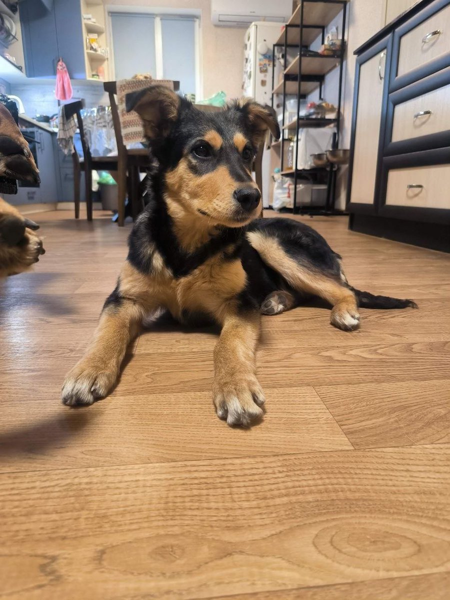 Дені tweet media