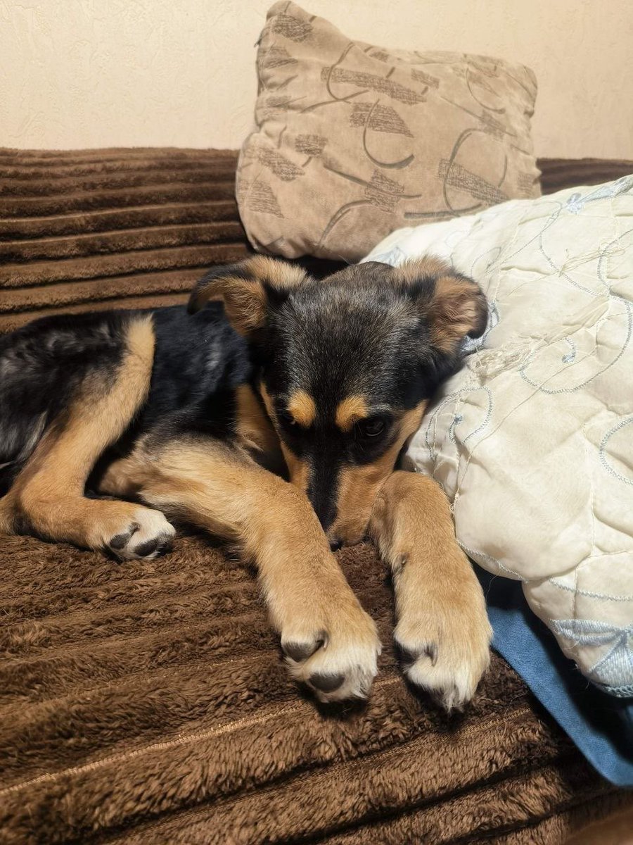 Дені tweet media