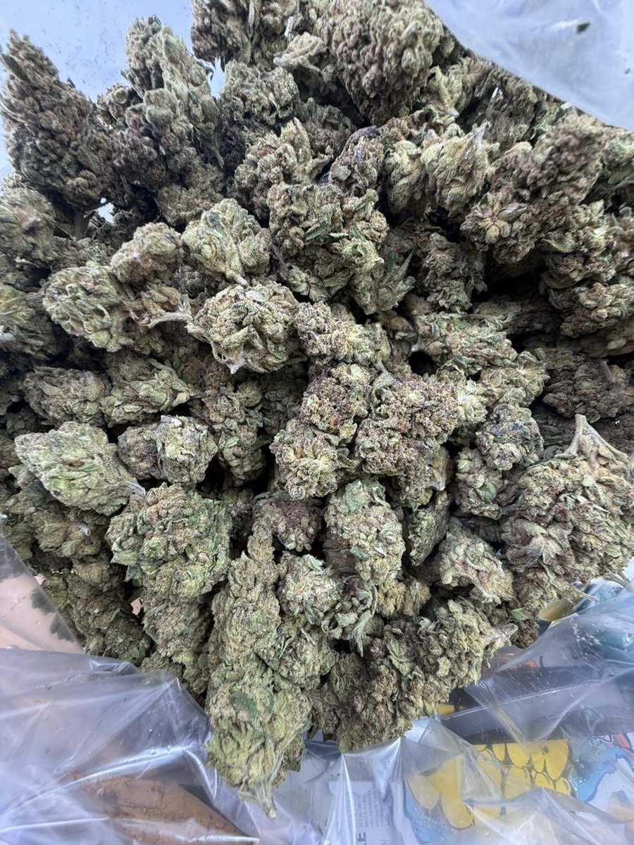 SeedsgrowsGenet's tweet photo. Blue burgundy 
Good nose / Some seeds https://t.co/ndsJpPPyDz