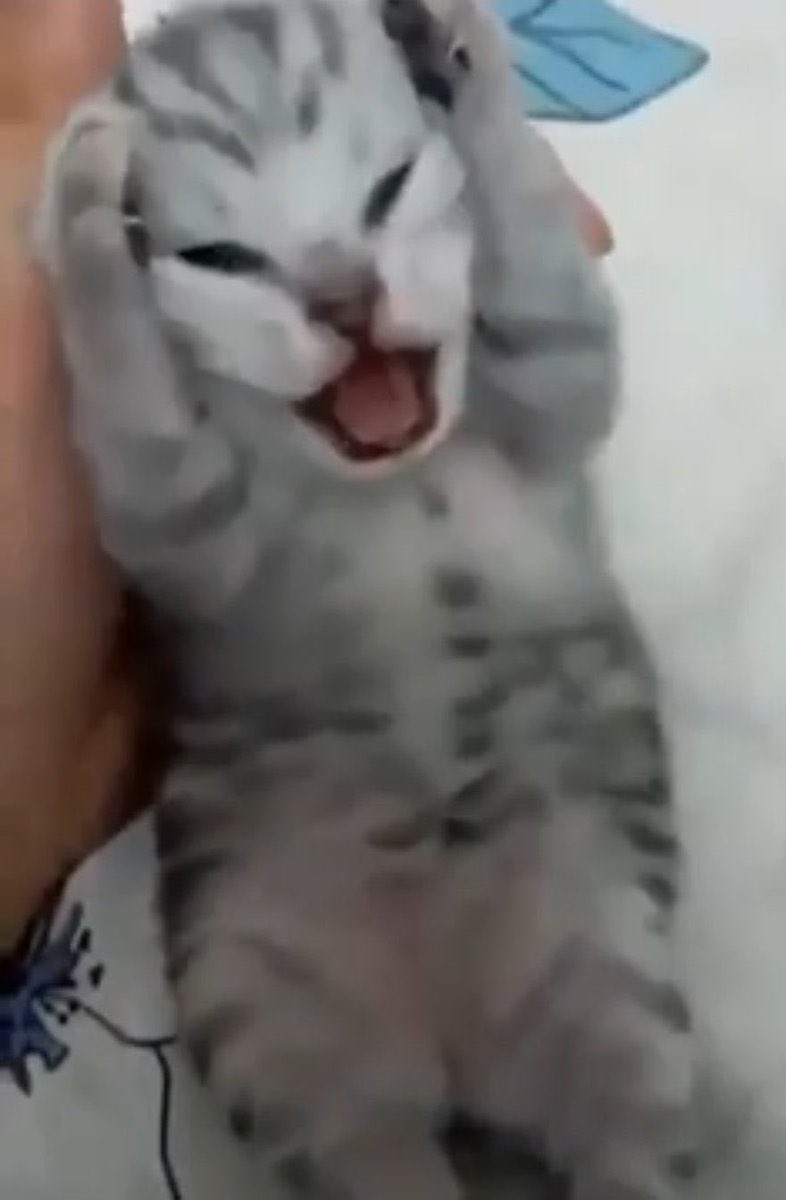 みやちゃん tweet media