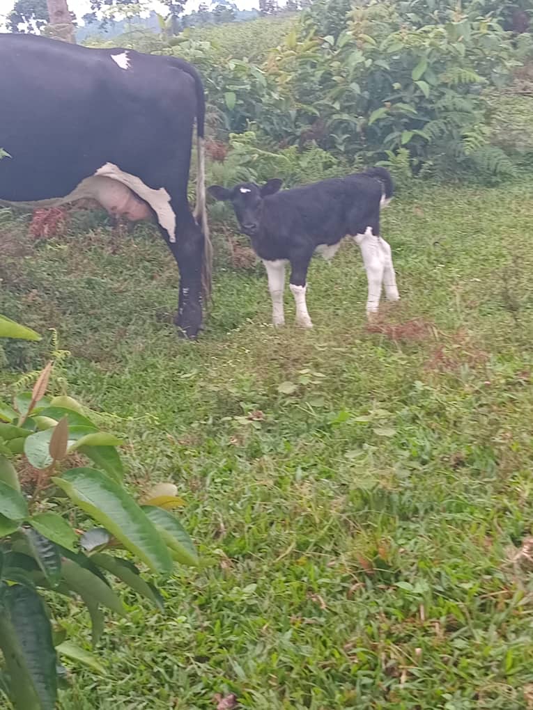 FarmKalembe's tweet photo. Freshness with focus on breed improvement https://t.co/RHZncaXjzp