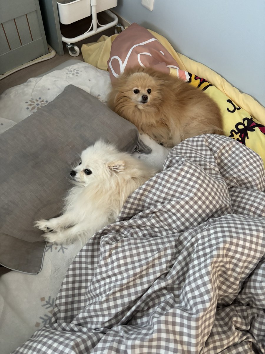 あぐ(8)うに(3)🐾🐾 tweet media