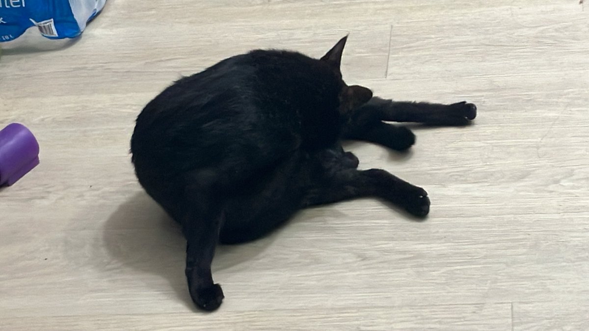 H次郎ᏊⓛꈊⓛᏊ tweet media