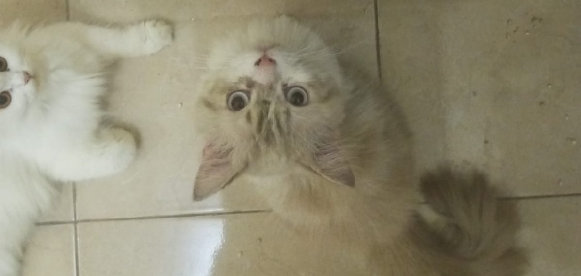 eureka / watercolorist 🐻 tweet media