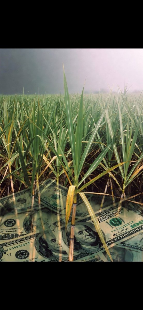 Aldo Espinosa🇵🇦 Mt 8,5-11 tweet media