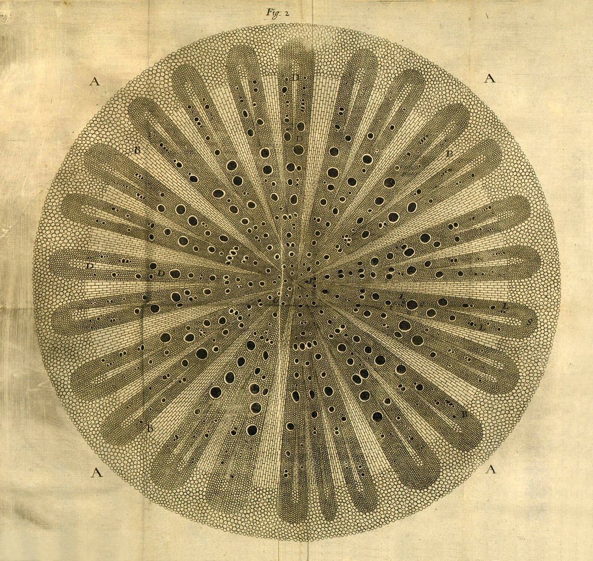 The (aptly-named) English botanist Nehemiah Grew — who died #onthisday in 1712 — revealed for the first time the inner structure and function of plants in all their splendorous intricacy. Brian Garret explores his life and work: publicdomainreview.org/essay/the-life… #OTD