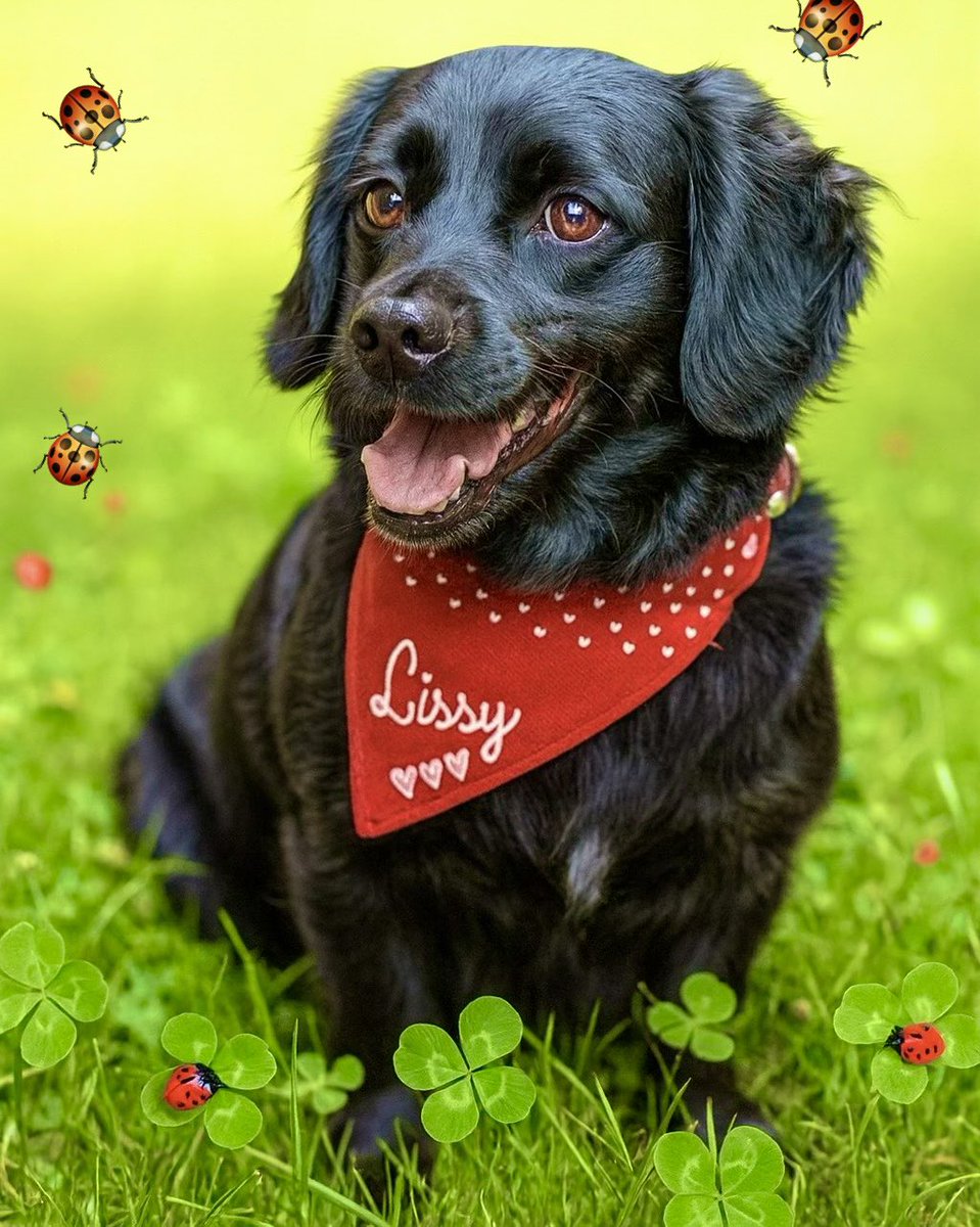 Lissy - Ministerin für Quatschkopfen tweet media