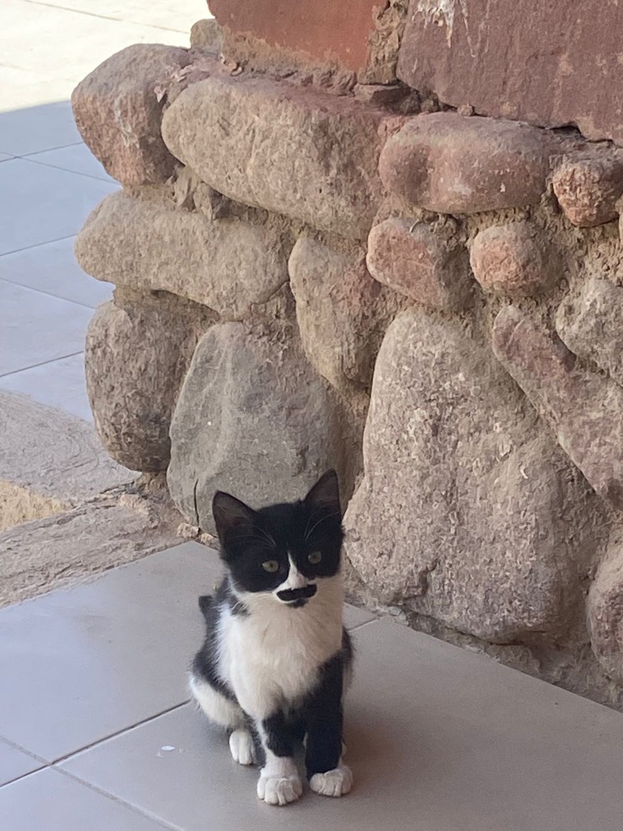 Ali Doğdu tweet media